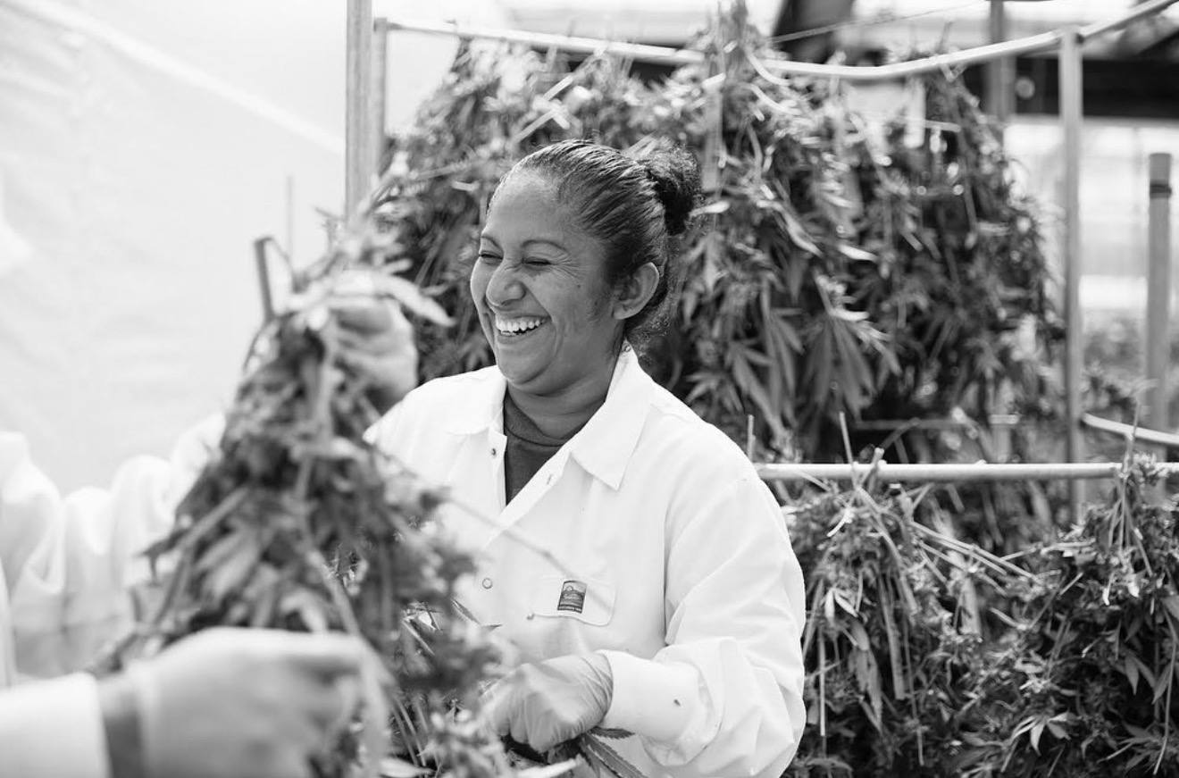 How to Find Reliable Wholesale Cannabis Flower Suppliers (2026 Guide)