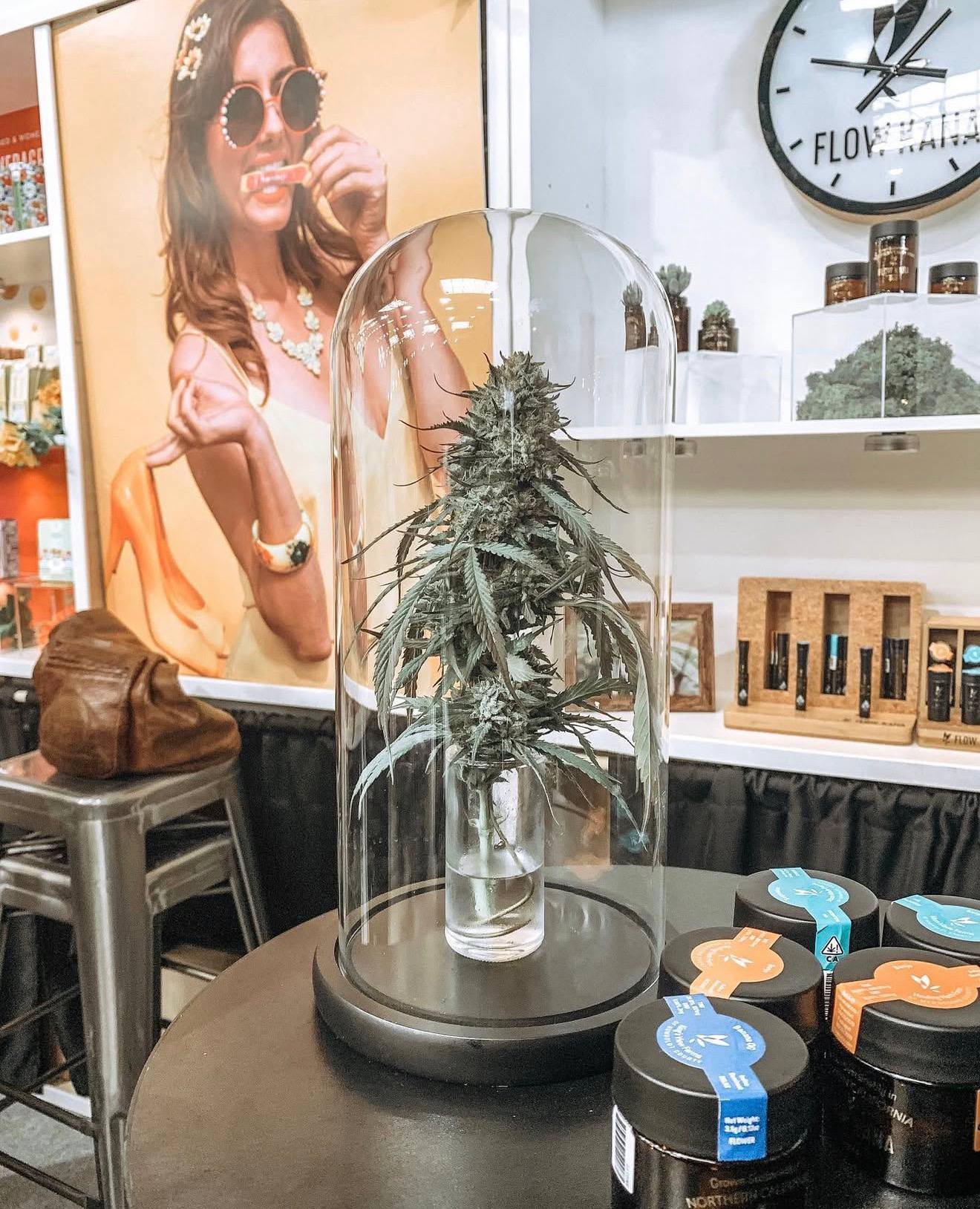 Storage Tips to Maintain Terpene Quality | Preserve Aroma & Potency