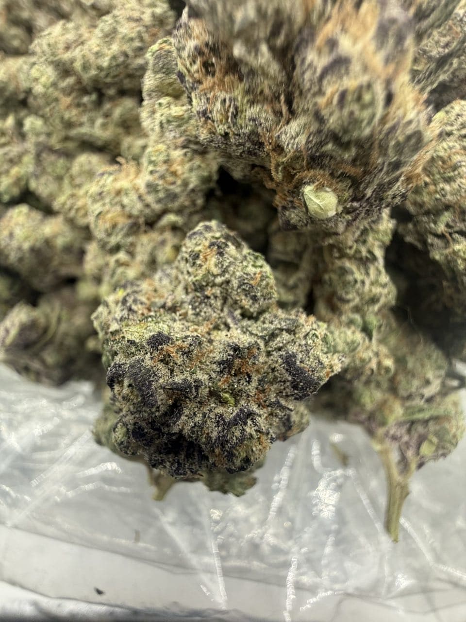 WHITE GUMMIE BEAR by Hall of Flowers Distro | Exotic
