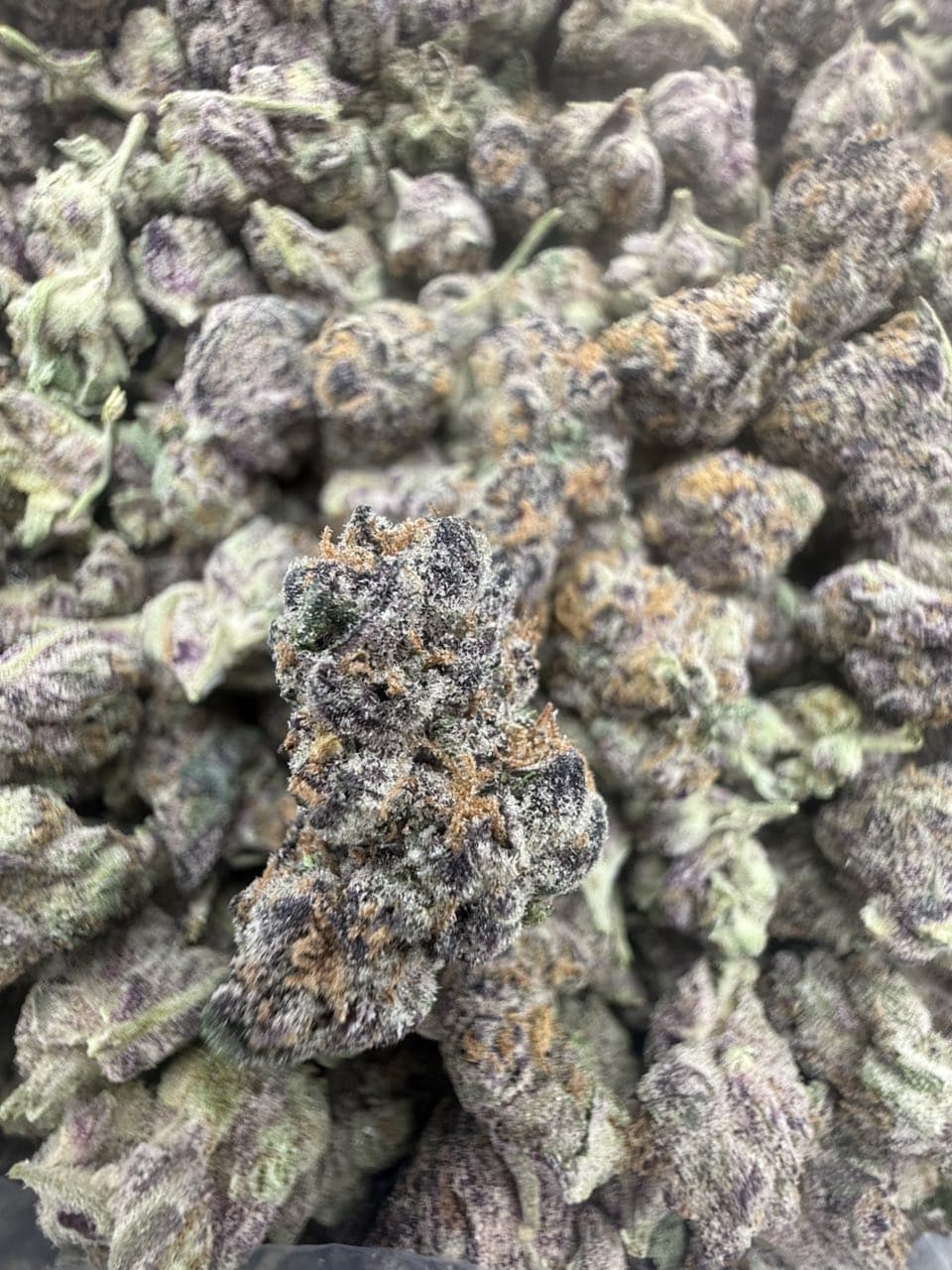 ICEE SLUSHIEZ by Hall of Flowers Distro | Exotic Strain